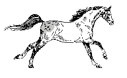 AAppyCanter.gif (13951 octets)