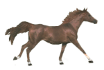 ACanter.gif (33866 octets)