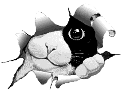 kitten2.gif (7492 octets)