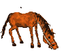 mange1.gif (11372 octets)