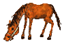 mange2.gif (11321 octets)